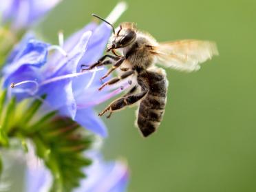 Biene auf Pflanze