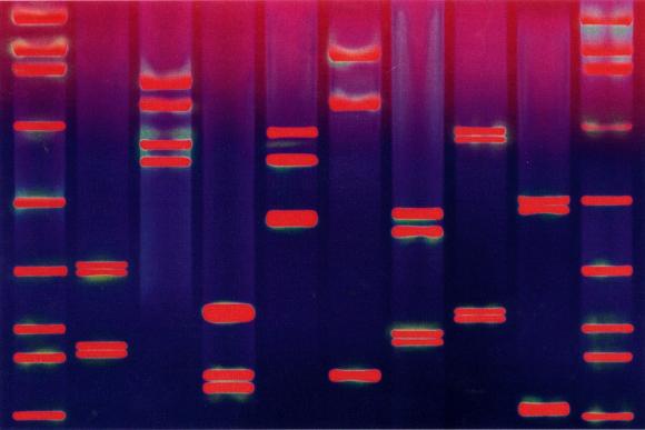 DNA Beispielbild rot & blau